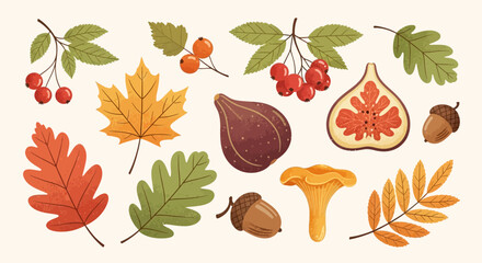 A collection of autumn elements including colorful leaves, berries, figs, acorns, and mushrooms, presented in a flat design style. © Busters 