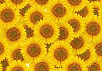Fototapeta premium Repeating vibrant yellow sunflower heads densely packed together creating a cheerful, seamless floral background design ready for textile use, gold, head, petal