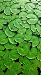 Naklejka premium Vibrant green lily pads float peacefully on calm water surface forming natural pattern