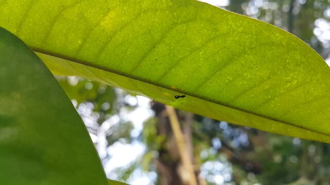 black slender ant resting behind a leaf. Perfect for documentaries on tropical rainforests and World Wildlife Conservation Day on December 4th. 4K FOOTAGE.

Tetraponera, Tetraponera allaborans, black 
