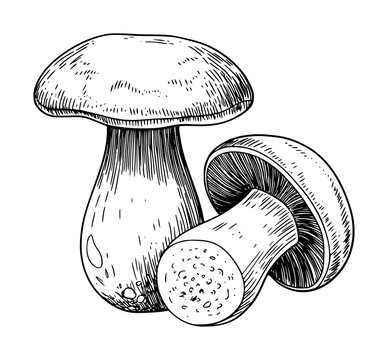 Vintage of Porcini Mushrooms Whole Sliced White Background food