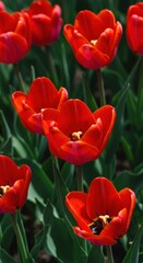 Obraz premium Vibrant scarlet red tulip blossoms blooming profusely in a sunny springtime flower garden bed, showcasing fresh petals and green foliage detail, nature, fresh, petal