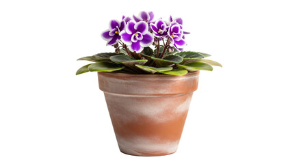 Naklejka premium Close-up shot of African Violet in a clay pot with purple flowers, ideal for digital art, botanical designs, and creative projects.
