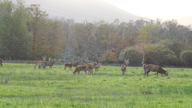 Native red deer grazing in a meadow in Killarney National Park in County Kerry, Ireland. Shot during late afternoon during autumn.