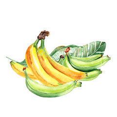 Yellow and green Bananas aquaerelle clipart © ARTBRUSH
