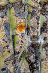 693-25 Saguaro Wear and Tear