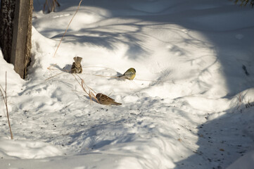 Small birds search for food in the snow in the winter forest. Tits and sparrows. Wildlife of Eastern Siberia. © Nadezhda