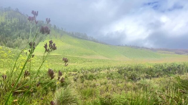 The beautiful scenery of Teletubbies Hill in the Mount Bromo area, Bromo Tengger Semeru National Park (TNBTS), East Java Indonesia