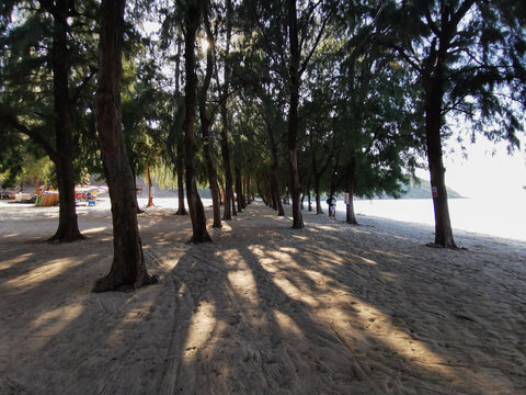 Tall casuarina trees cast long, dramatic shadows across a serene sandy beach at sunset, creating a peaceful tropical coastal landscape