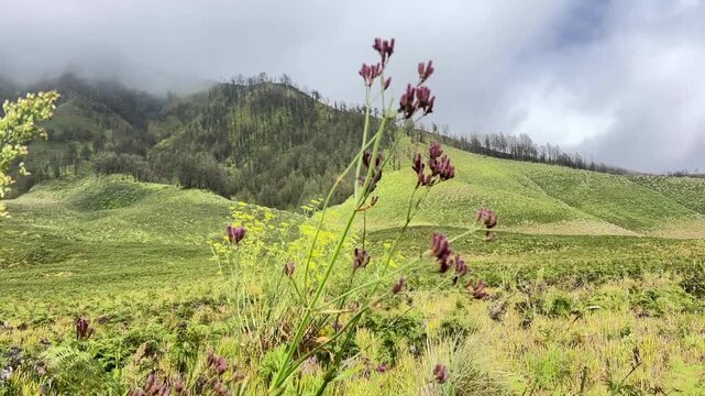 The beautiful scenery of Teletubbies Hill in the Mount Bromo area, Bromo Tengger Semeru National Park (TNBTS), East Java Indonesia