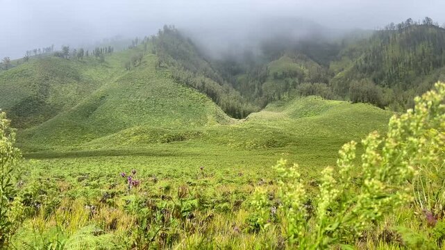 The beautiful scenery of Teletubbies Hill in the Mount Bromo area, Bromo Tengger Semeru National Park (TNBTS), Wonokitri Village, Tosari District, Pasuruan Regency, East Java