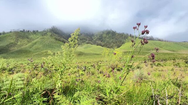 The beautiful scenery of Teletubbies Hill in the Mount Bromo area, Bromo Tengger Semeru National Park (TNBTS), East Java Indonesia