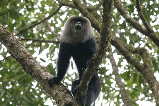 A magnificent lion-tailed macaque walks with agility along the high branches of  a tree in Gavi national park.