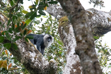 Obraz premium A magnificent lion-tailed macaque walks with agility along the high branches of a tree in Gavi national park.