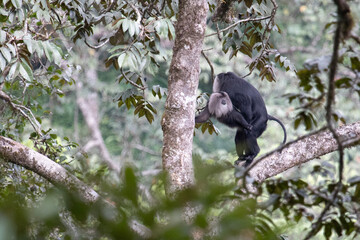 A lion-tailed macaque couple mating on the high branches of a tree.