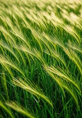 Green grass field swaying gently in a pleasant summer breeze. The air is fresh and the movement is calming and natural, summer, daylight, sunlight