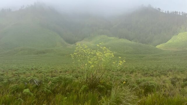 The beautiful scenery of Teletubbies Hill in the Mount Bromo area, Bromo Tengger Semeru National Park (TNBTS), East Java Indonesia
