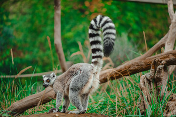 Fototapeta premium Ring tailed lemur with its tail up in its zoo enclosure