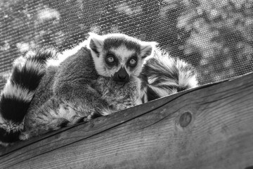 Fototapeta premium Portrait of a sleepy lemur at the zoo
