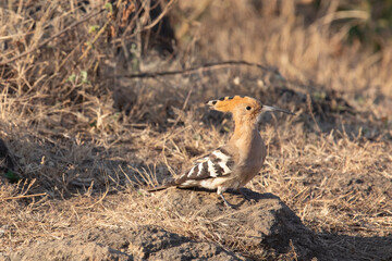An Eurasian hoopoe perched on a rock in Gir national park, India. © Migara
