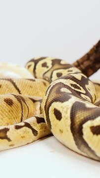 Vertical Close-Up of a Coiled Ball Python on White Background