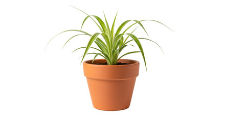 Obraz premium Spider Plant in a clay pot with vibrant green leaves, cleanly cut for digital use, perfect for nature-themed designs and presentations.