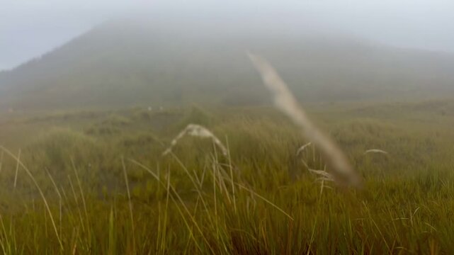 The beautiful scenery of Mount Batok and Teletubbies Hill in the Bromo Savanna area, Bromo Tengger Semeru National Park (TNBTS), Wonokitri Village, Tosari District, Pasuruan Regency, East Java