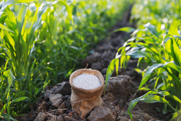 Chemical fertilizer placed on soil between green crop rows to support plant growth. Agriculture concept highlighting nutrient supply, efficient cultivation, soil management, and modern farming practic