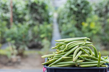 Freshly harvested vanilla pods sorted by size in containers at a tropical farm. Agricultural concept highlighting vanilla harvest, quality control, post harvest handling, and high value spice producti