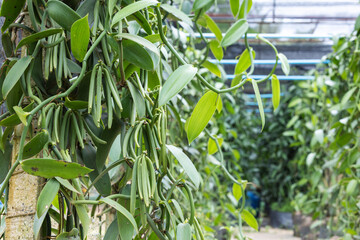 Vanilla pods growing on climbing vines in a tropical farm in Thailand. Agricultural concept highlighting vanilla farming, high value crops, sustainable cultivation, tropical horticulture, and spice pr