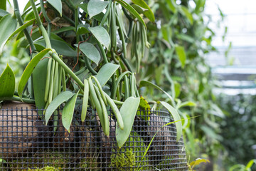 Vanilla pods growing on climbing vines in a tropical farm in Thailand. Agricultural concept highlighting vanilla farming, high value crops, sustainable cultivation, tropical horticulture, and spice pr