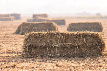 Compressed sugarcane leaf bales stacked in a harvested field for biomass energy use. Renewable energy concept highlighting agricultural waste, sustainable resources, and bioenergy production.