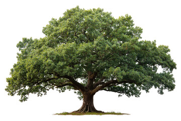 Obraz premium Lush, sprawling oak tree against a black background