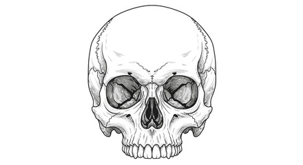 Obraz premium Detailed black and white illustration of a human skull from the front view.