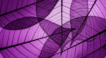 Obraz premium Purple Skeleton Leaves Macro Texture