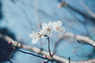 桜の開花