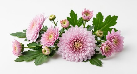 Pink Chrysanthemums Flowers Green Leaves White Background