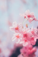 Obraz premium ピンクの河津桜