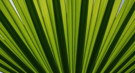 Obraz premium Green Palm Leaf Sunlight Texture Background
