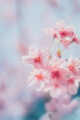 Obraz premium ピンクの河津桜