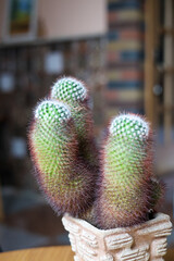 Indoor plants, houseplants. Woman cares about her houseplants: moistures, sprays water, cleanes leaves. Green indoor plants at home. 