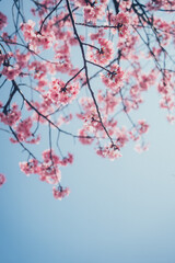 ピンクの河津桜