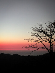 Naklejka premium silhouette of a tree at sunset
