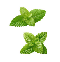 Two fresh mint leaves, close-up, vibrant green