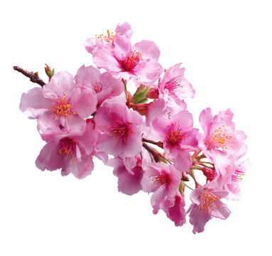 Pink cherry blossoms, close-up, isolated.  Soft petals.  Delicate branch