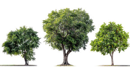 Three mature trees, varying in size, against a black background.  Full, lush green foliage.  Distinct trunks.  Isolated.  Natural light