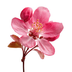 Close-up of a vibrant pink blossom, delicate petals, and subtle stamens