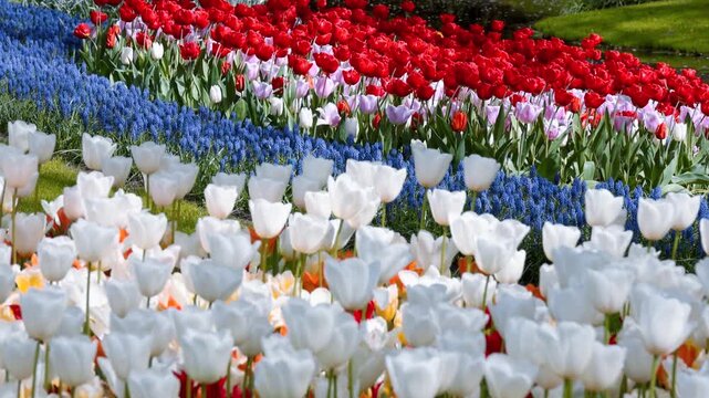 Keukenhof gardens colorful tulips and flowers in The Netherlands
