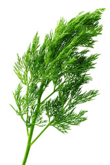 Fototapeta premium Close-up of a vibrant green dill leaf. Fresh, detailed view of the feathery foliage, with a stem. Isolated against a black background