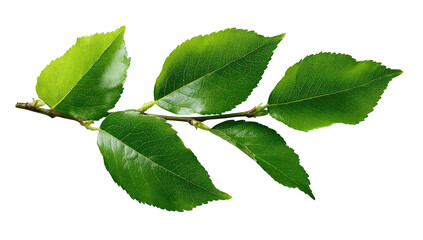 Close-up of a branch with vibrant green leaves (22)